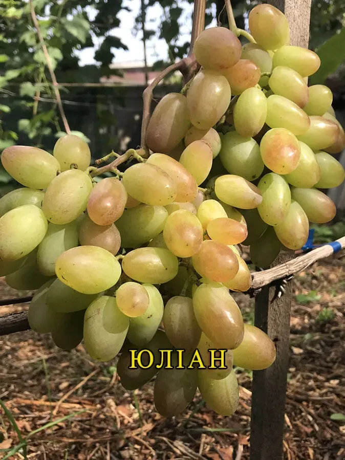 Саджанці винограду. Розпродаж. 6
