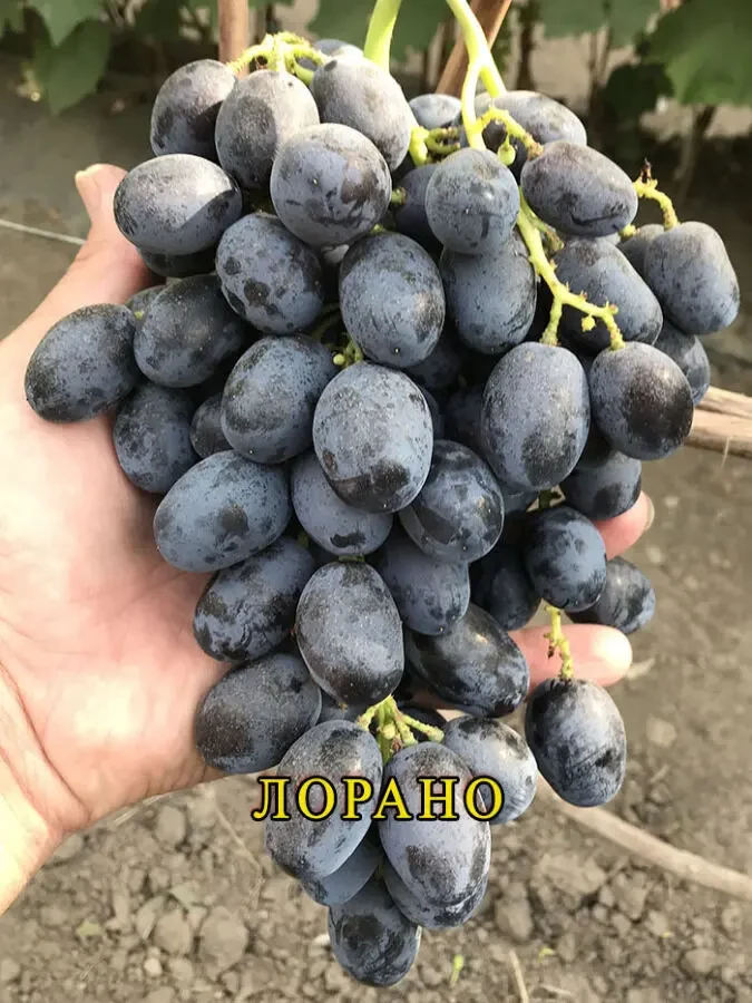 Саджанці винограду. Розпродаж. 5