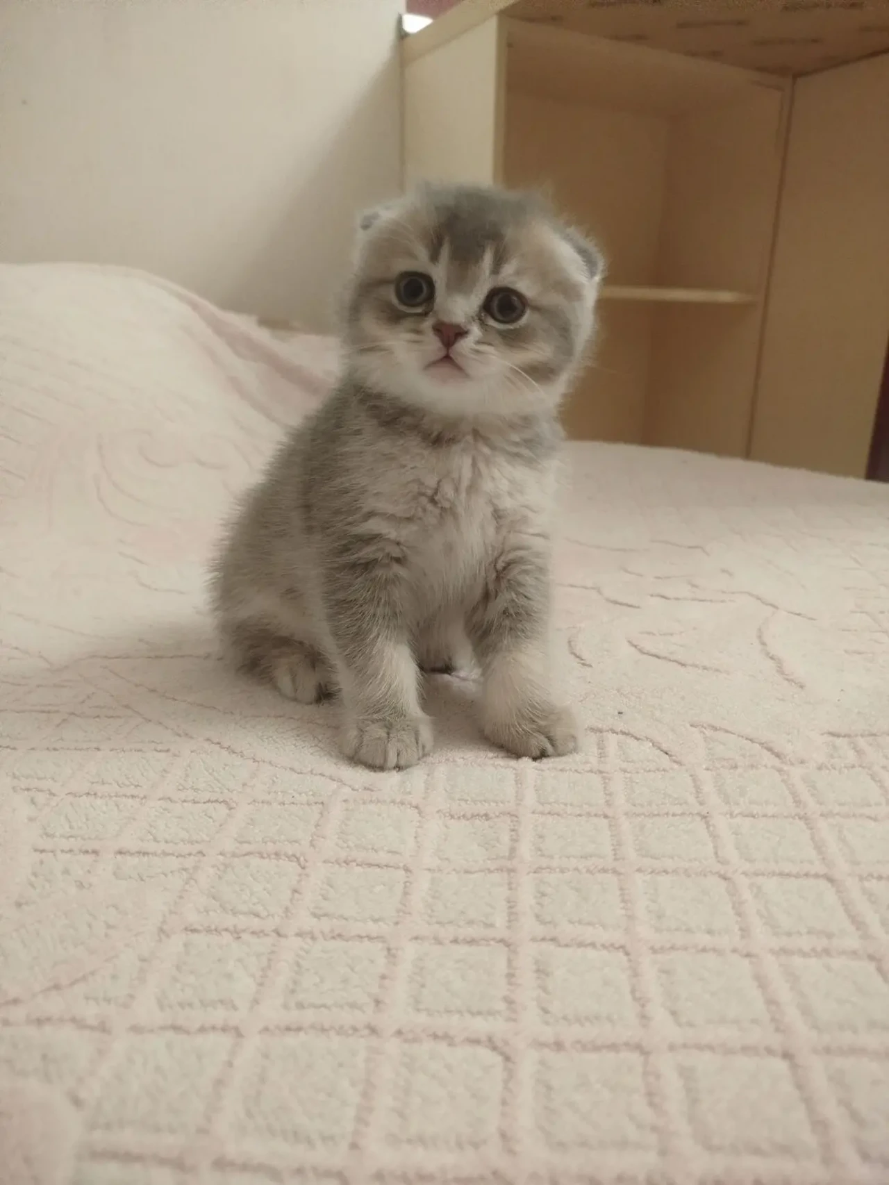 Шотландские котята 2