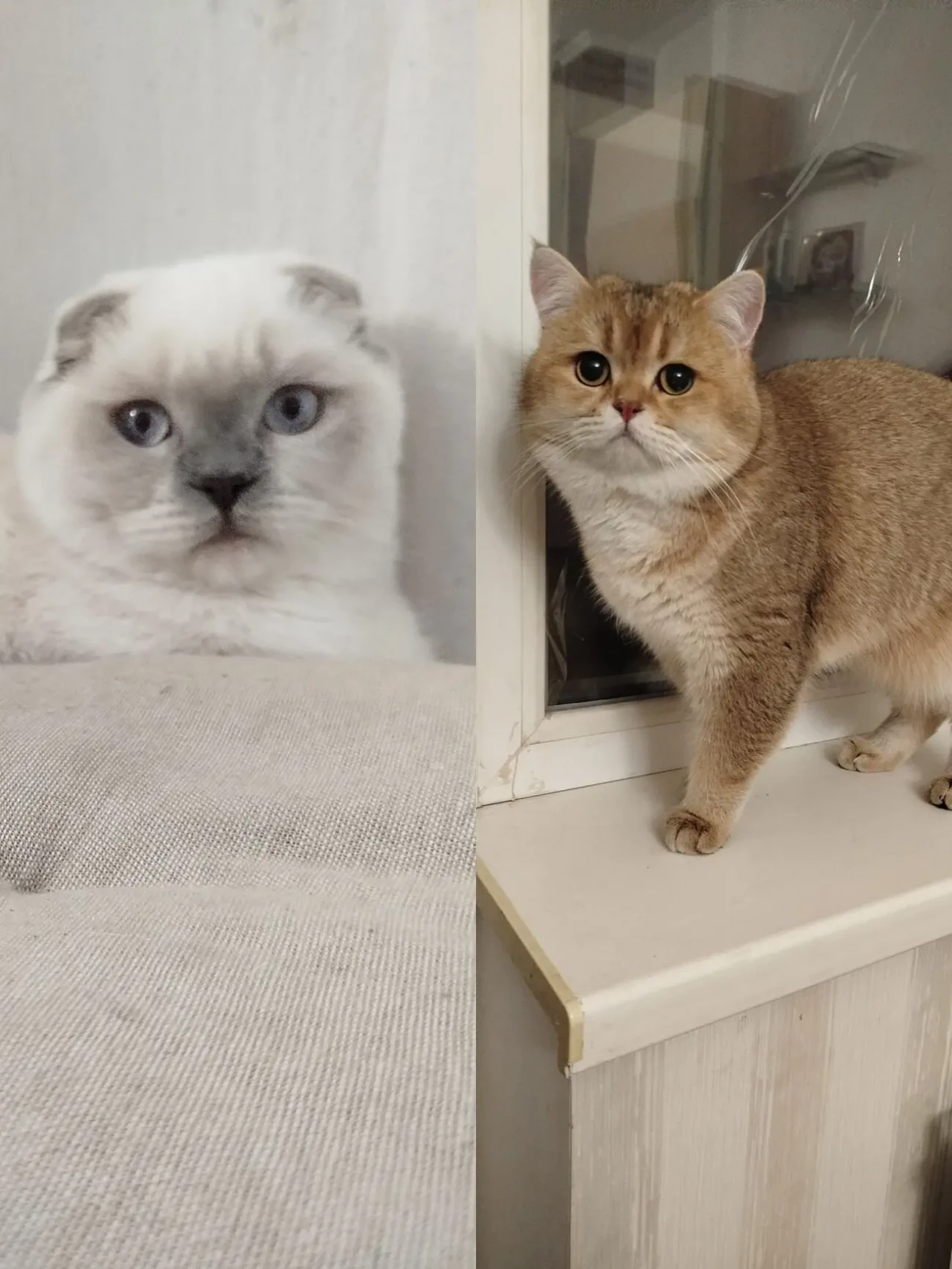 Шотландские котята 5
