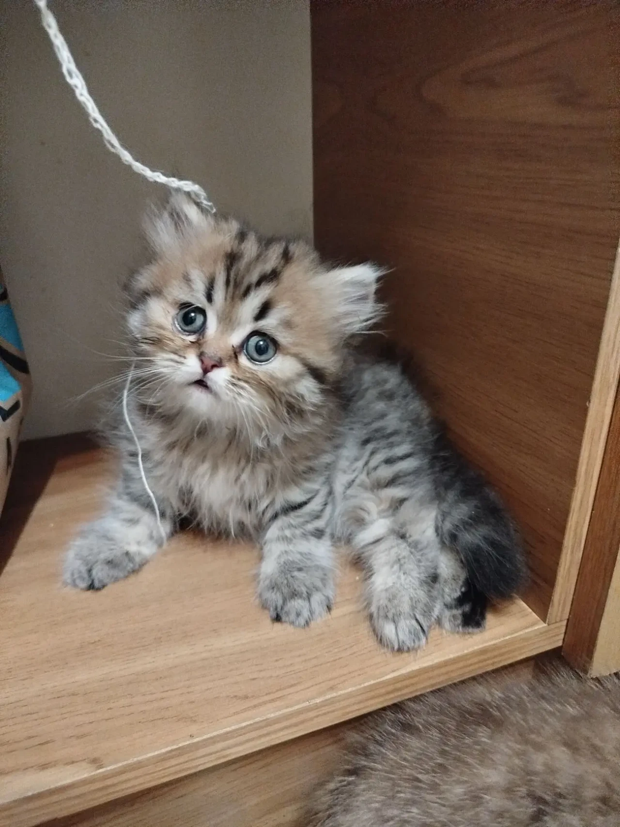 Шотландские котята 3