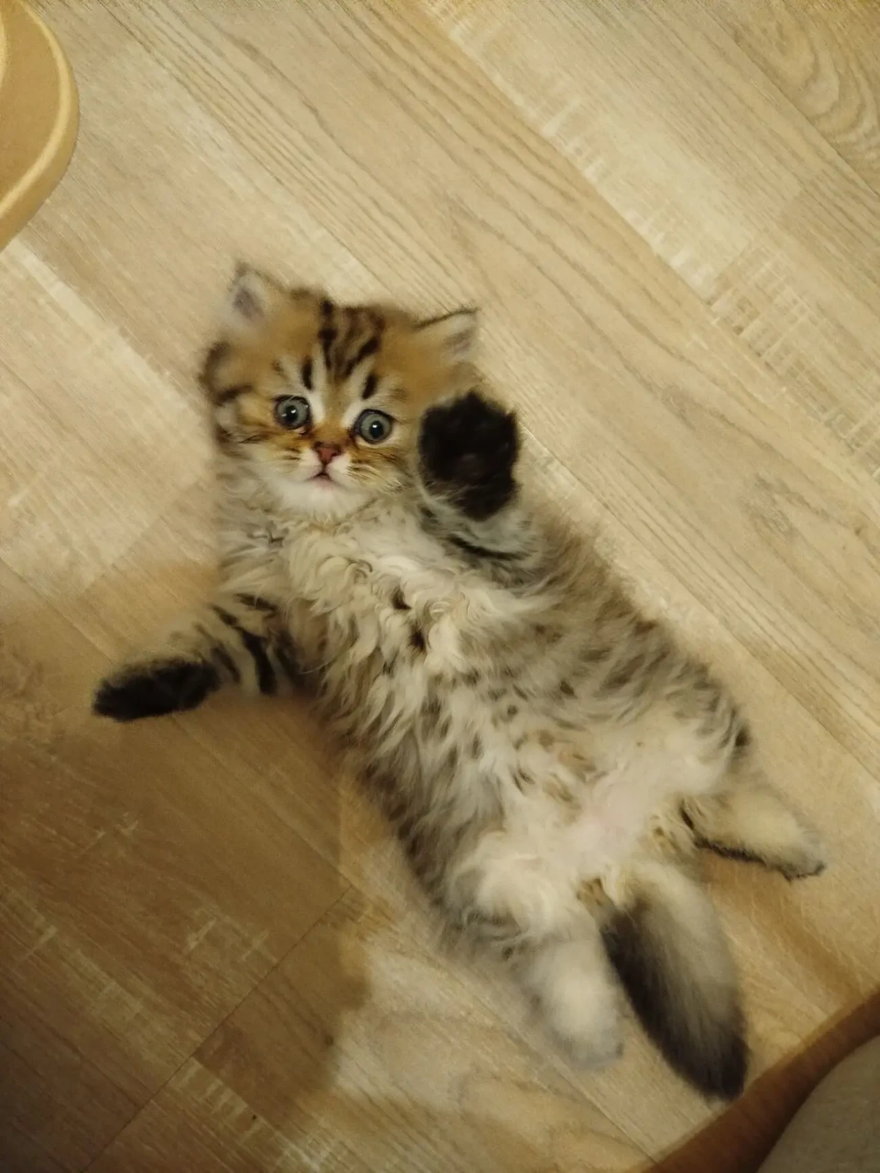 Шотландские котята 4