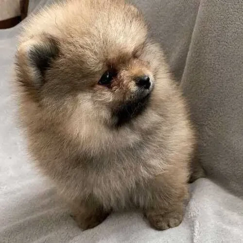 Померанский шпиц мальчик