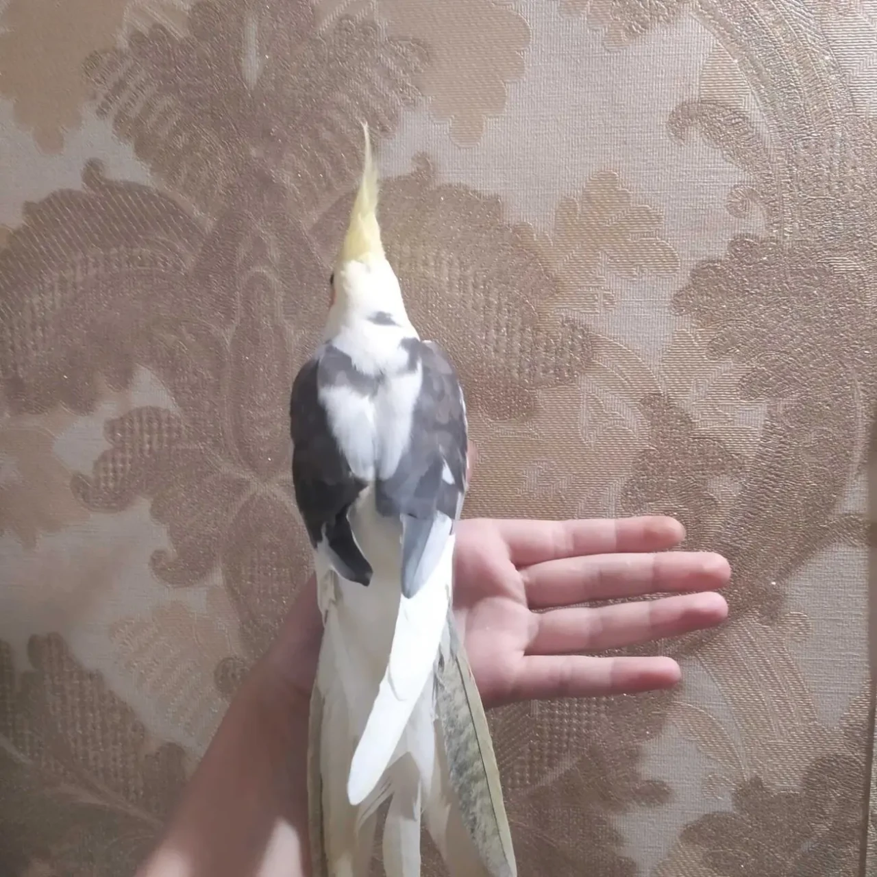 продам корелу ручний за 1400 грн 6