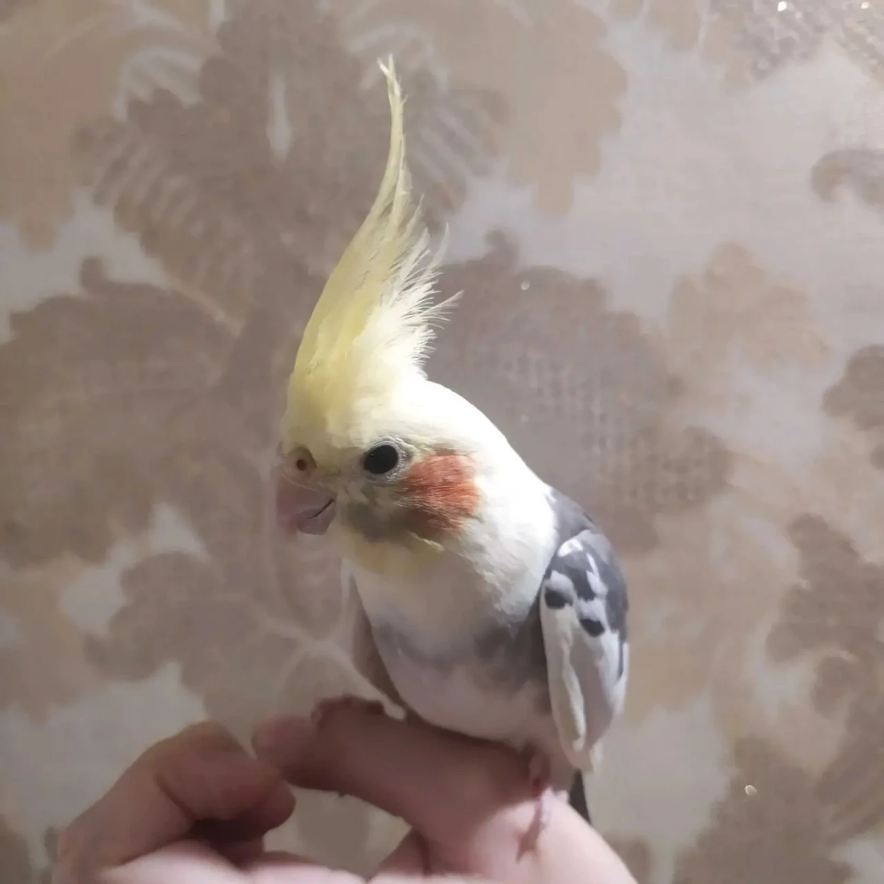 продам корелу ручний за 1400 грн 4