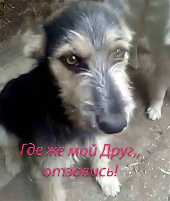 Щенок Двортерьера в добрые руки!