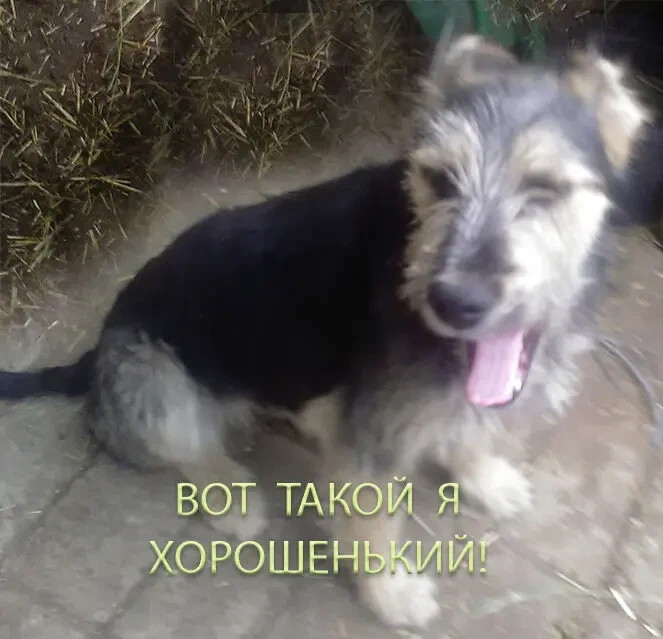 Щенок Двортерьера в добрые руки! 5