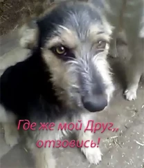 Щенок Двортерьера в добрые руки!