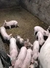 Продам поросят 2