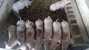 Продам поросят
