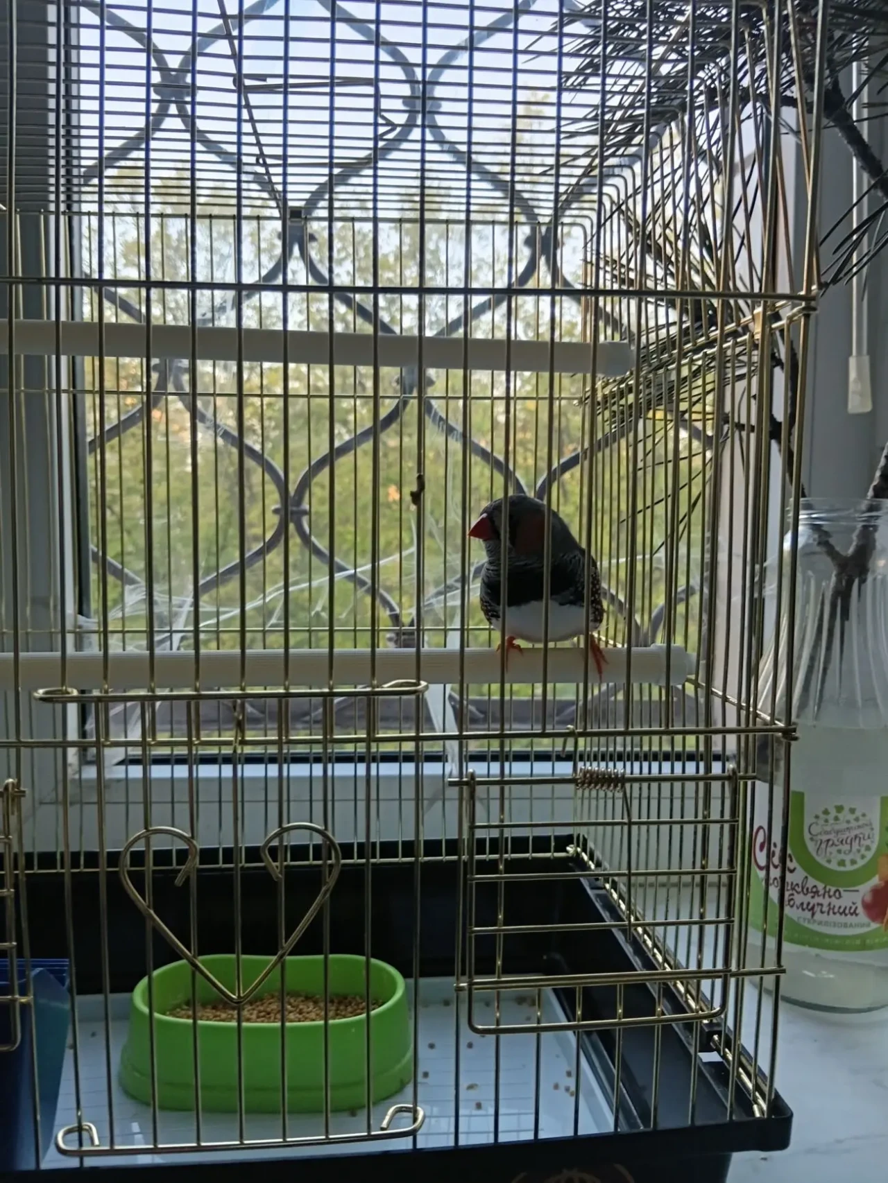 Продаж амадин 3
