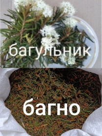 Багно         багно