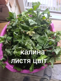 Калина листя цвіт