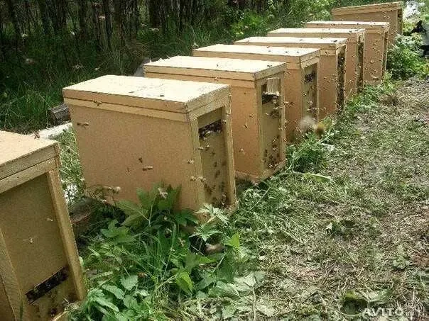 Продам Бджолопакети 2