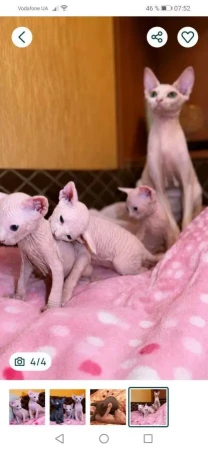 котята Канадский СФИНКС