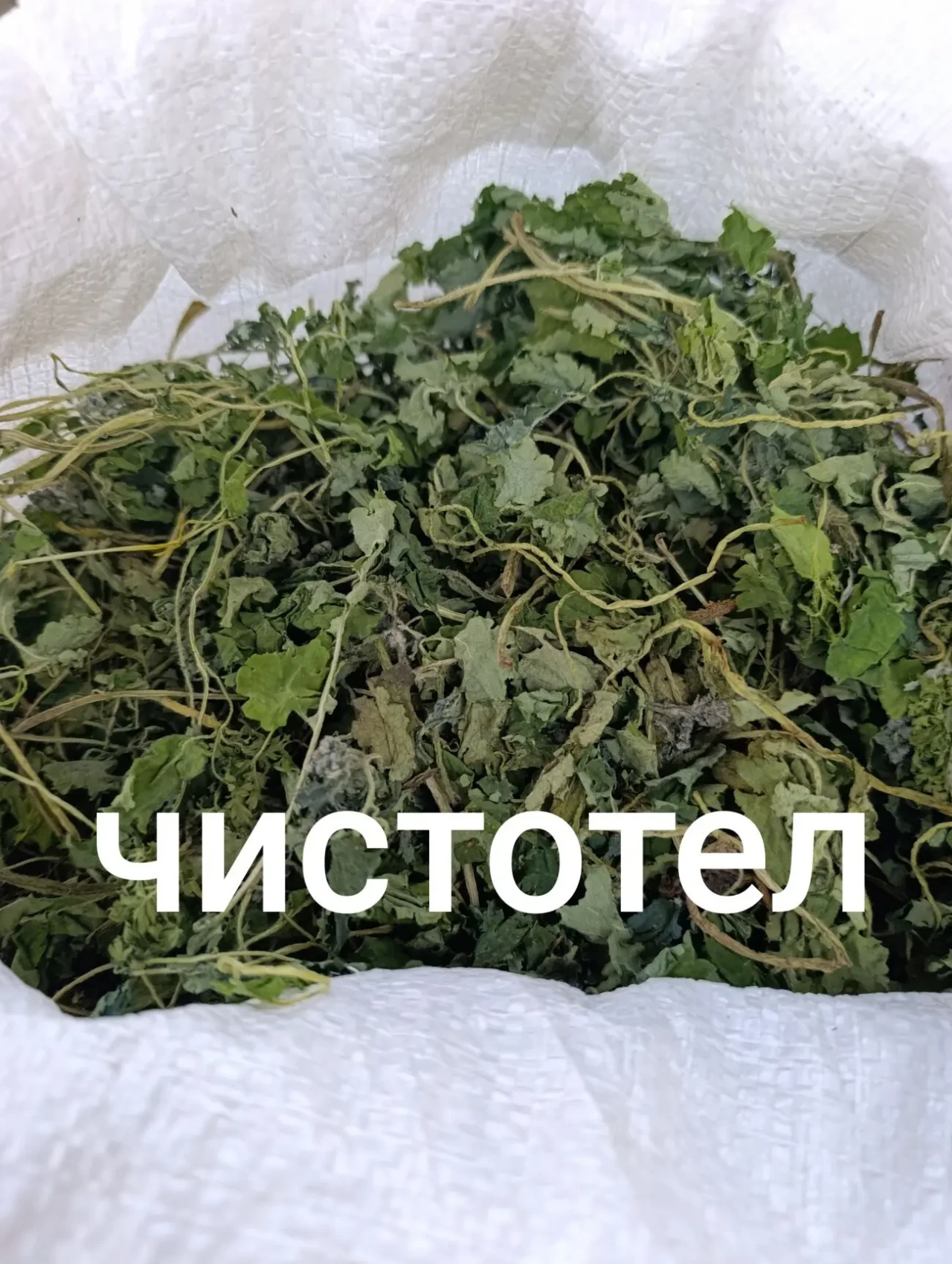 Чистотел     чистотел