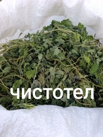 Чистотел     чистотел