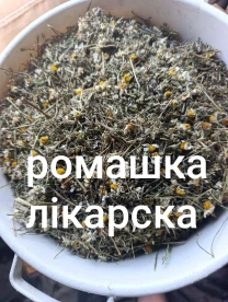 Ромашка лікарська