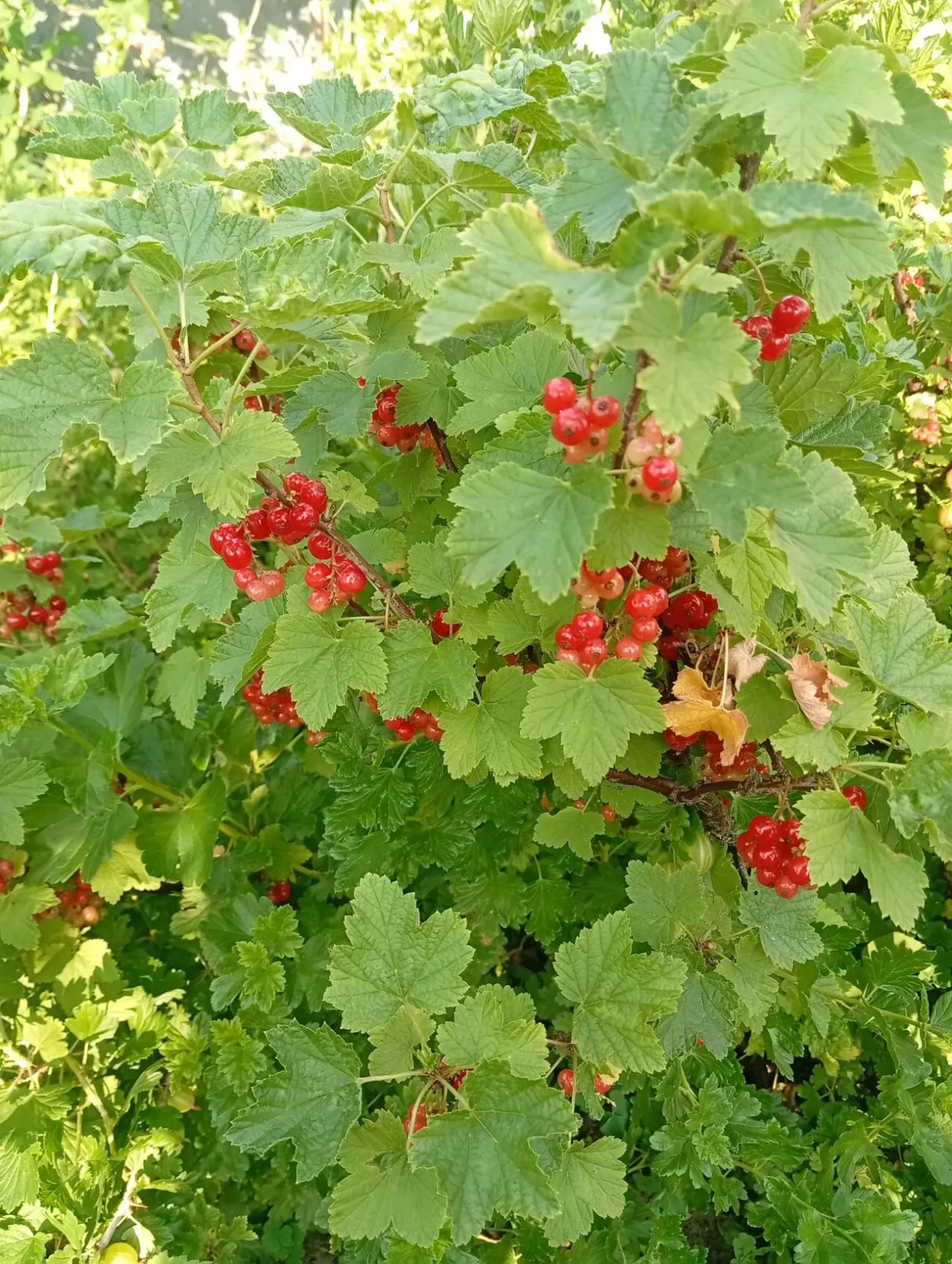 Агрус Берил