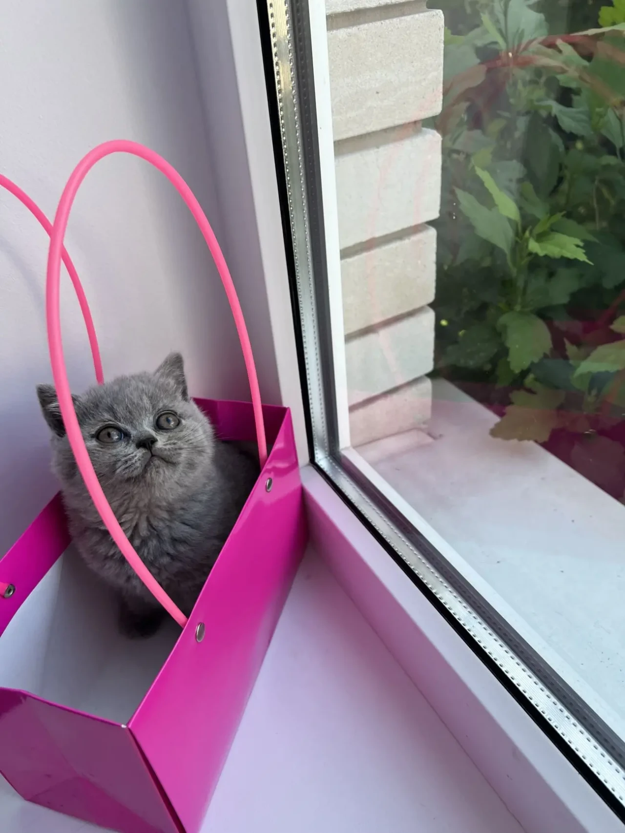 Продаються шотландські кошенята 4