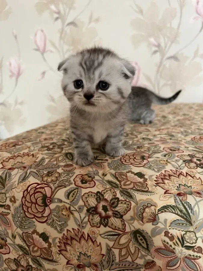 Продаються шотландські кошенята 3