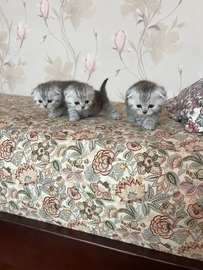Продаються шотландські кошенята 2