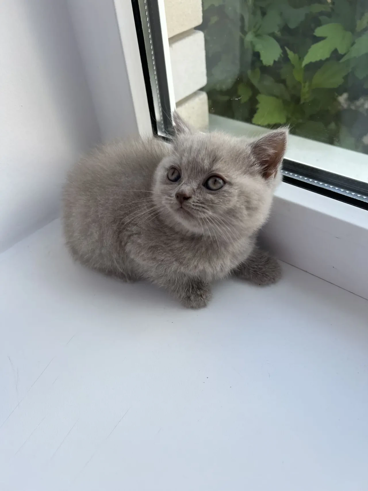 Продаються шотландські кошенята 6