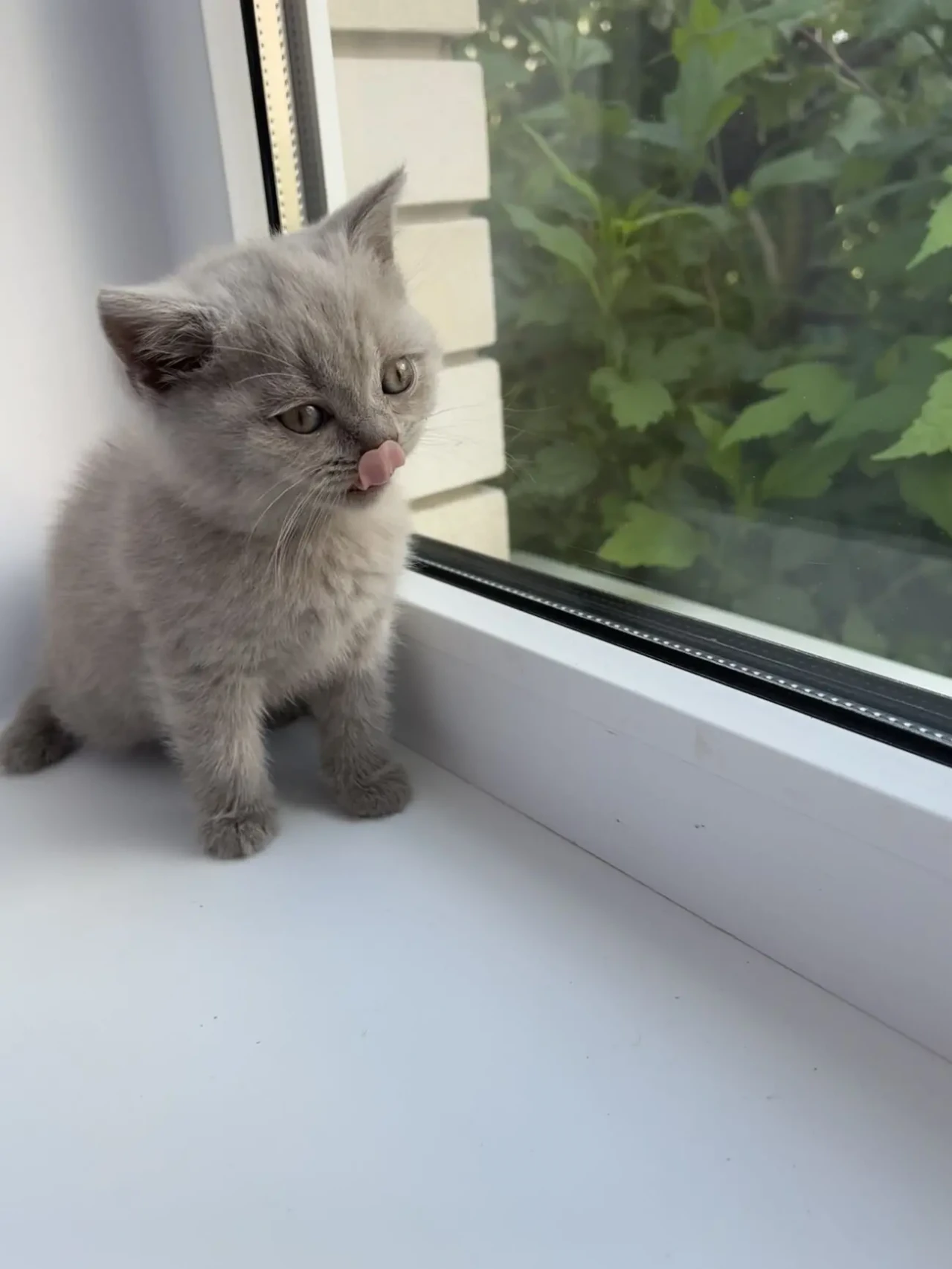 Продаються шотландські кошенята 7
