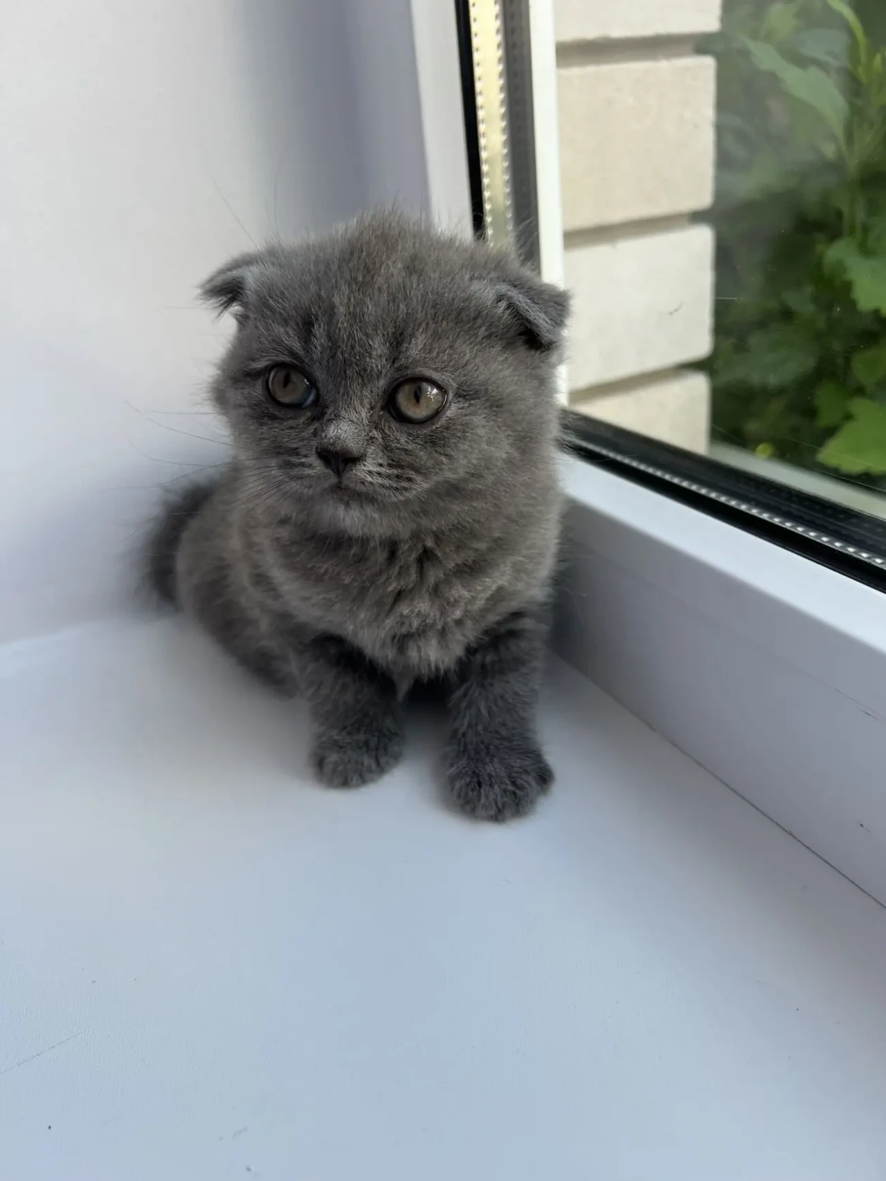 Продаються шотландські кошенята 5