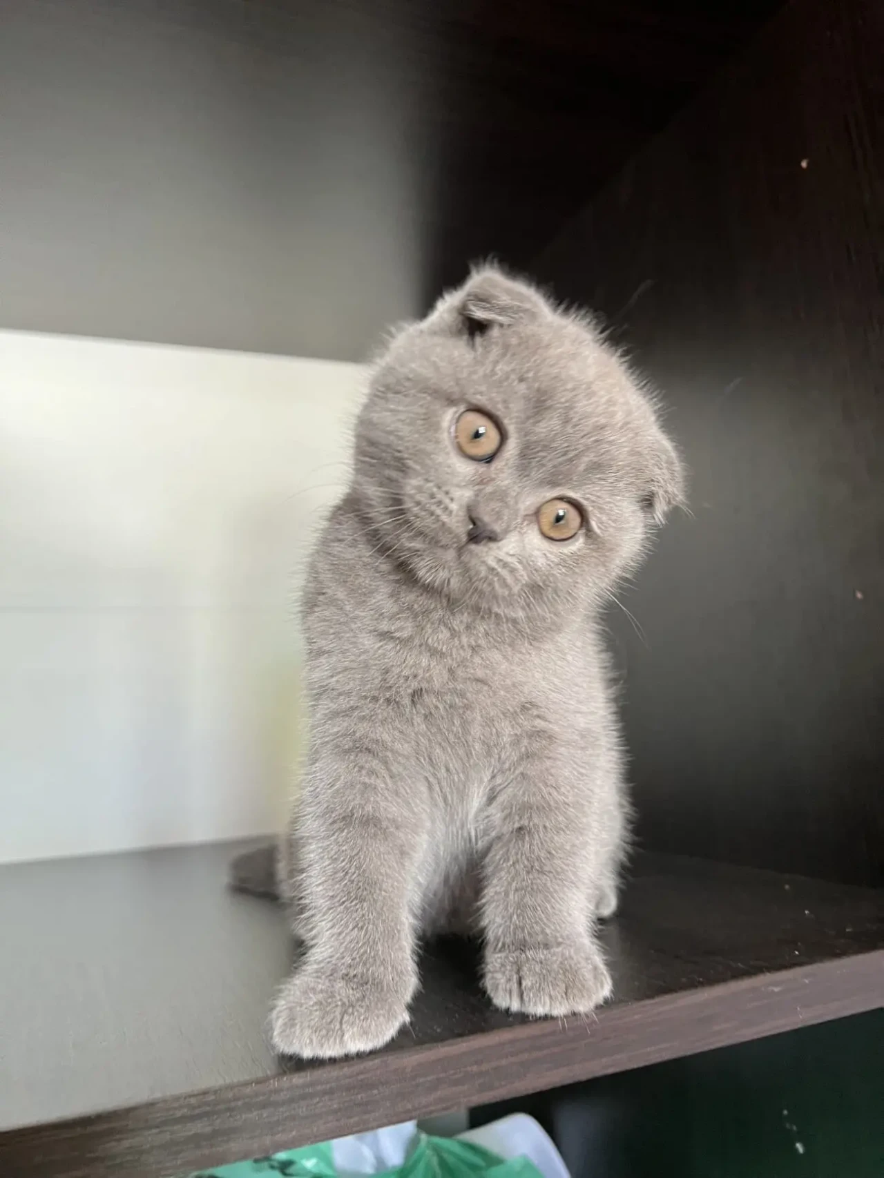 Продаються шотландські кошенята 2