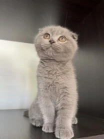 Продаються шотландські кошенята