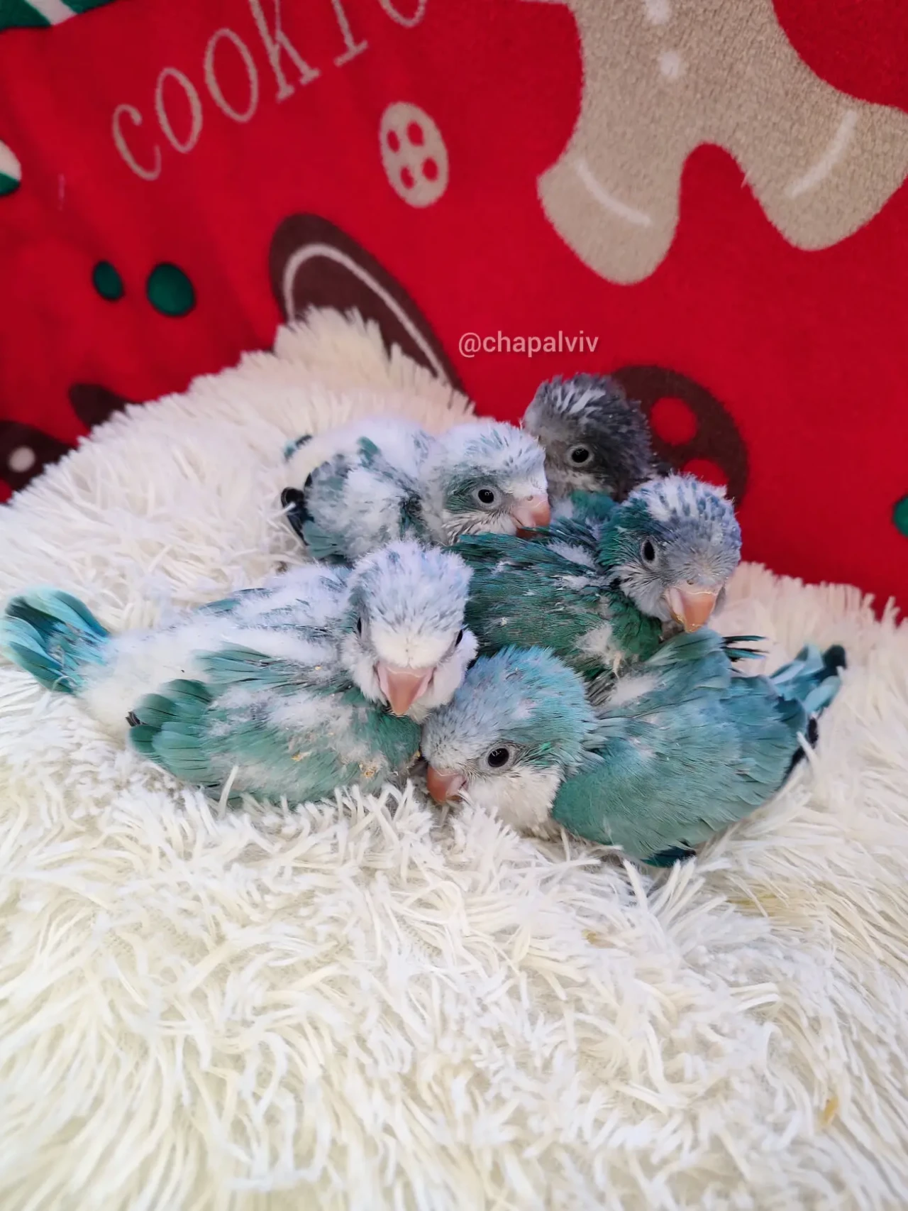 Папуга Каліта Монах 9