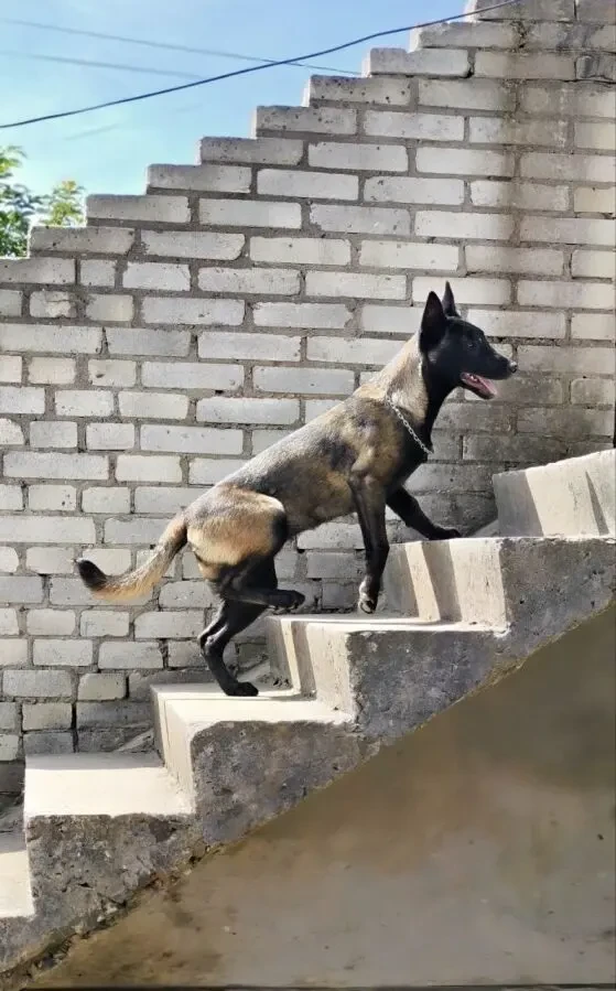 Малінуа, Бельгійська вівчарка 3