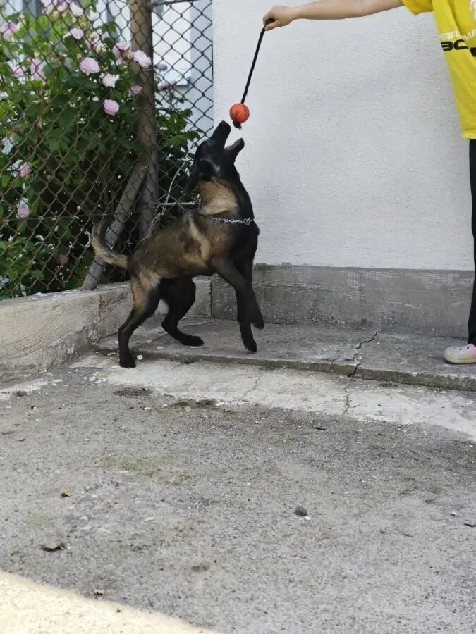 Малінуа, Бельгійська вівчарка 4