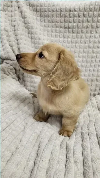 Такса міні довгошерстна Рідкісна Крем Cream Dachshund 3