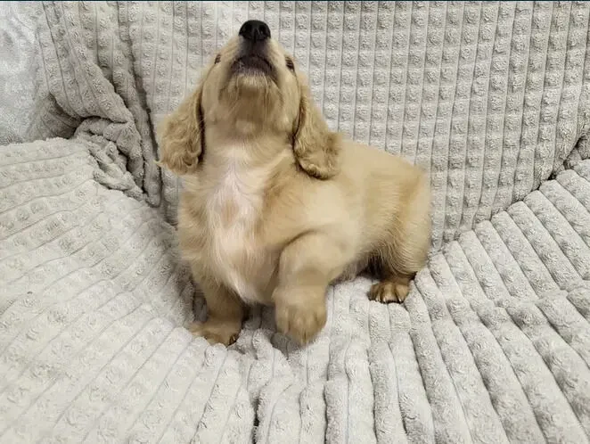 Такса міні довгошерстна Рідкісна Крем Cream Dachshund 4