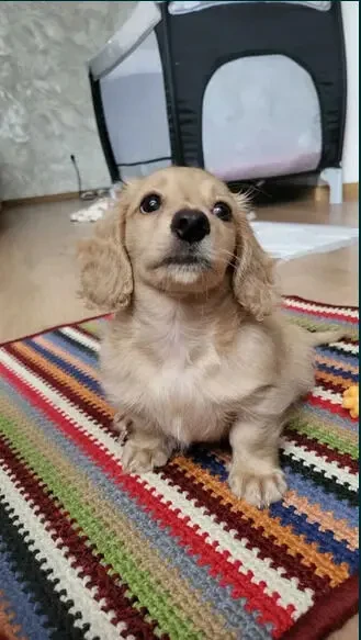 Такса міні довгошерстна Рідкісна Крем Cream Dachshund 5