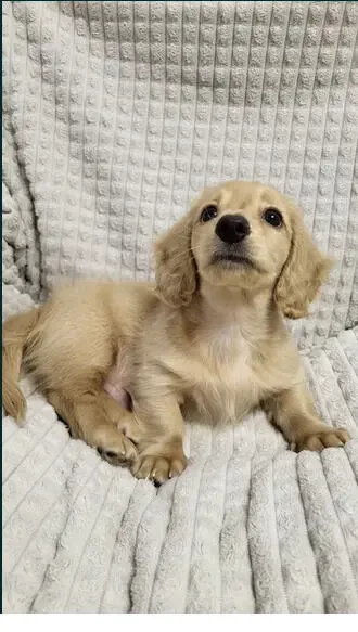 Такса міні довгошерстна Рідкісна Крем Cream Dachshund 2