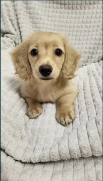Такса міні довгошерстна Рідкісна Крем Cream Dachshund