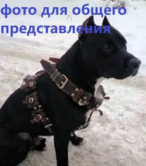 Ошейник грузовой (тренажер) для спортивных собак. 7