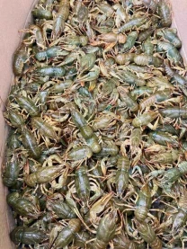 живі раки