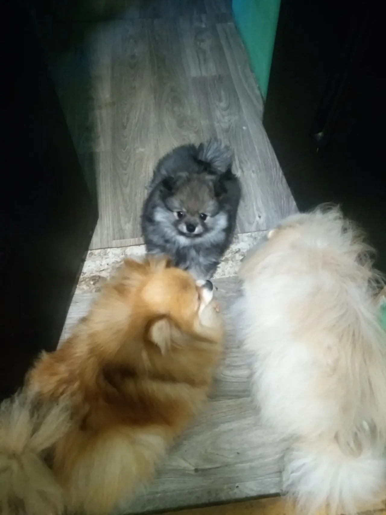 Продаётся мини шпиц мальчик 5