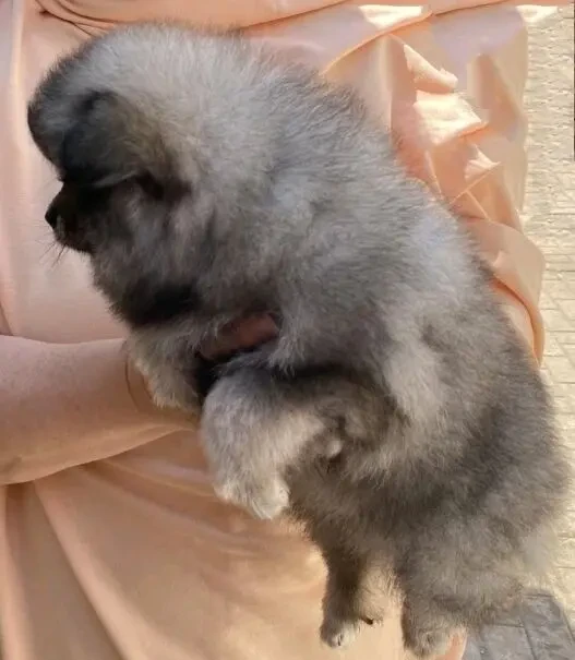 Продаётся мини шпиц мальчик 4