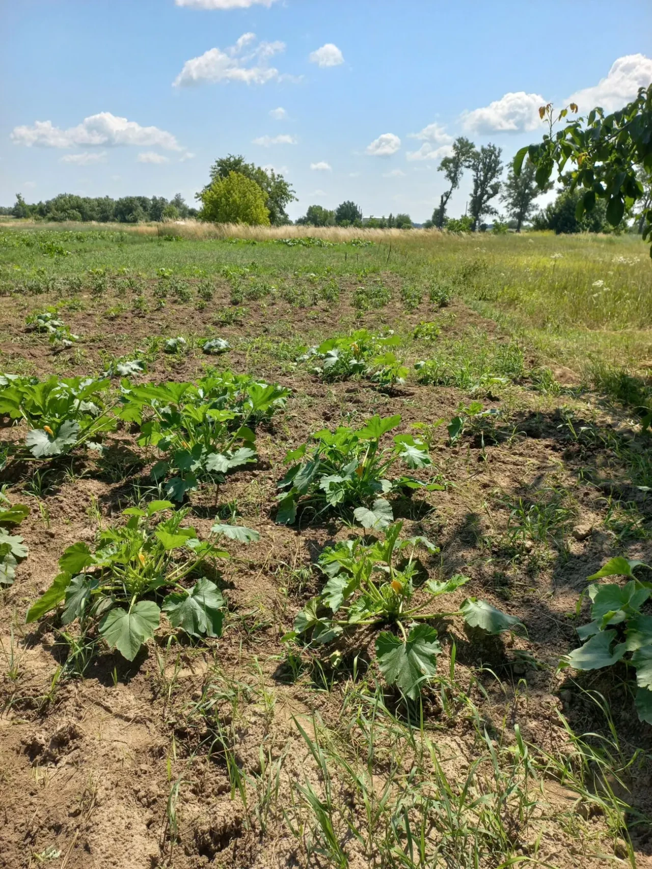 Продам земельну ділянку під будівництво 5