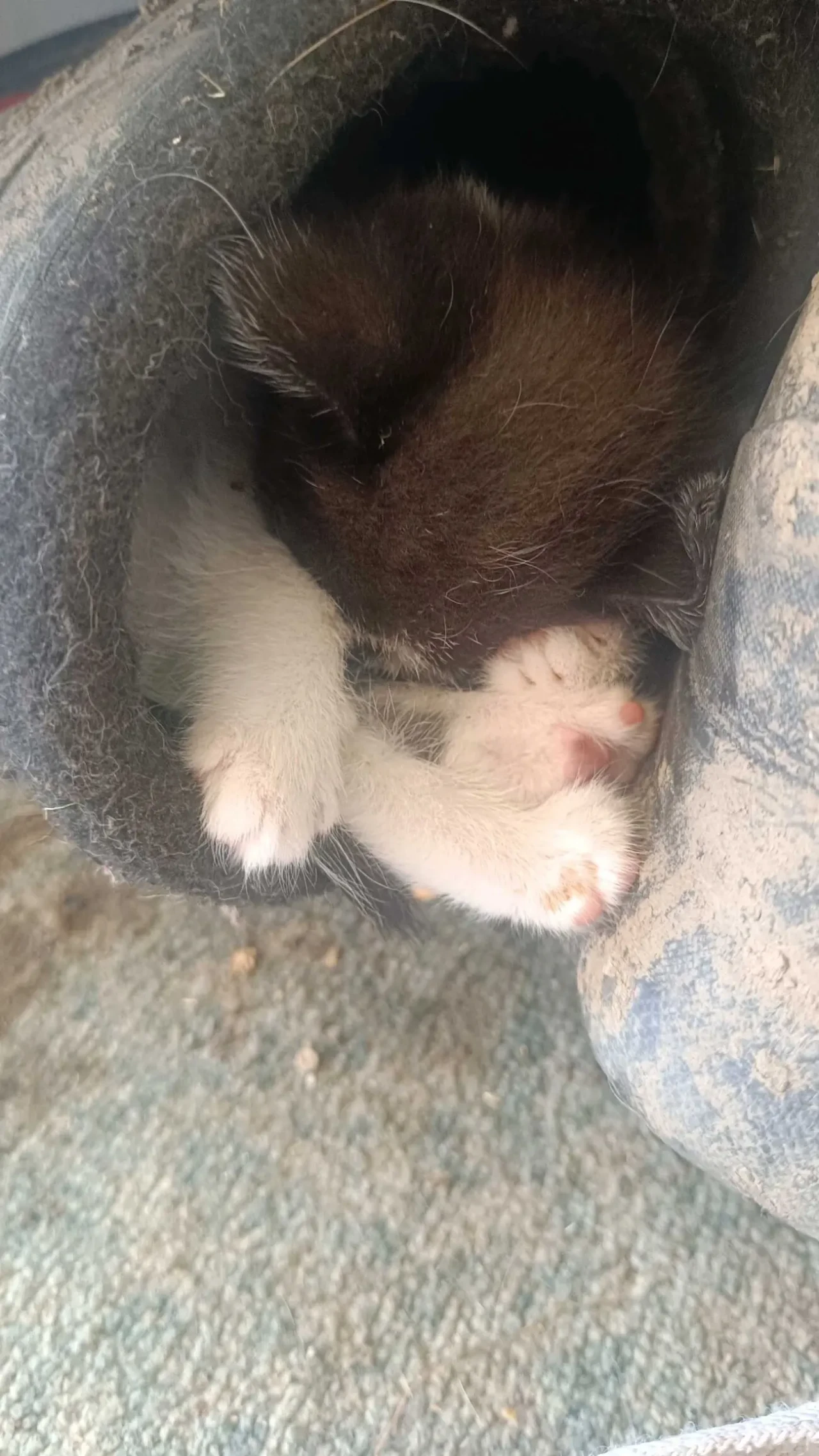 Віддаємо котенят 5