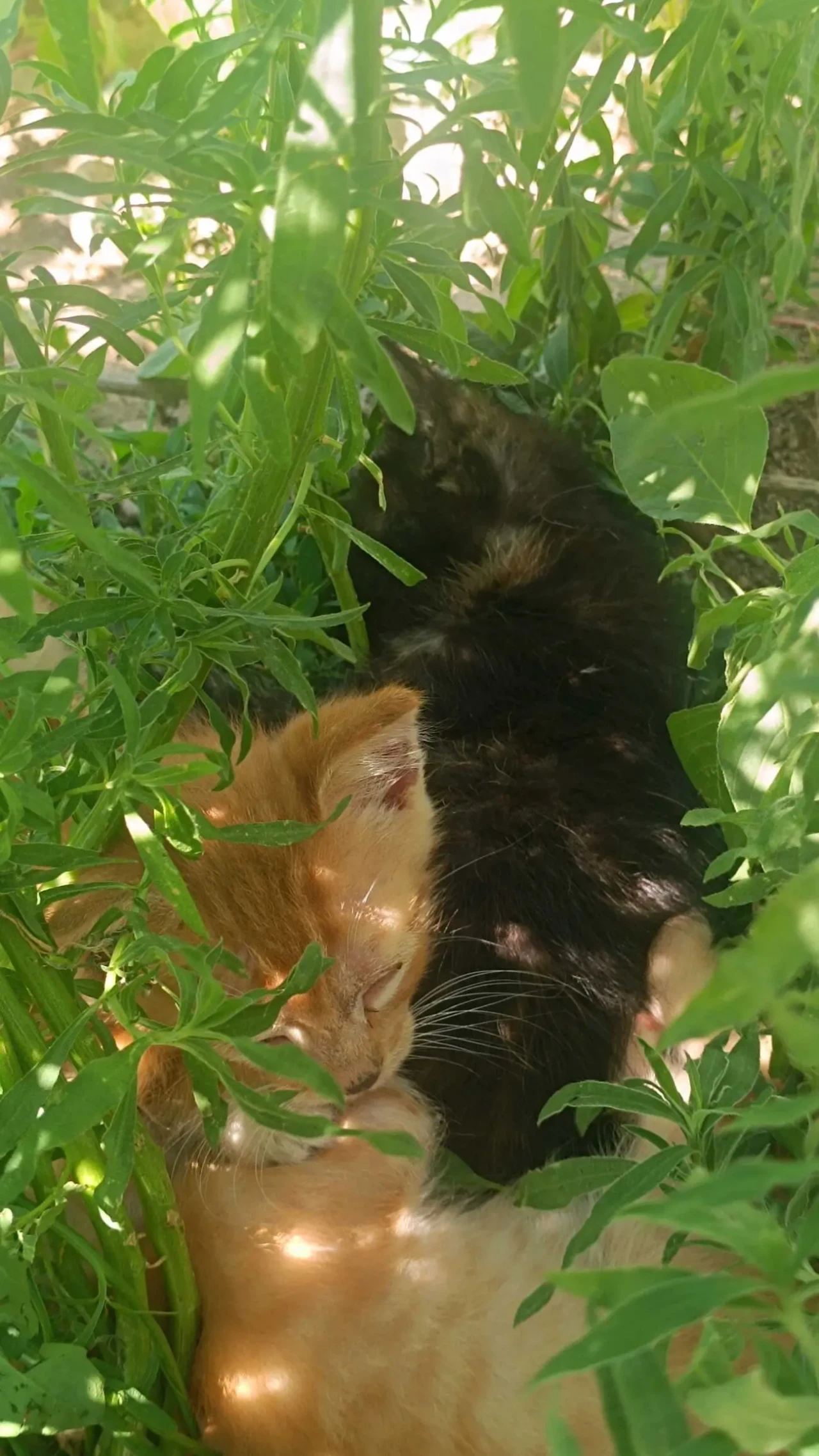 Віддаємо котенят 4