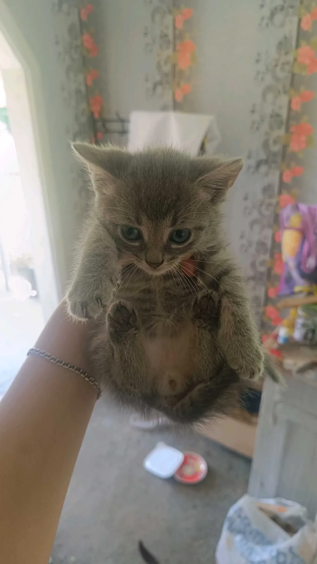 Віддаємо котенят 2