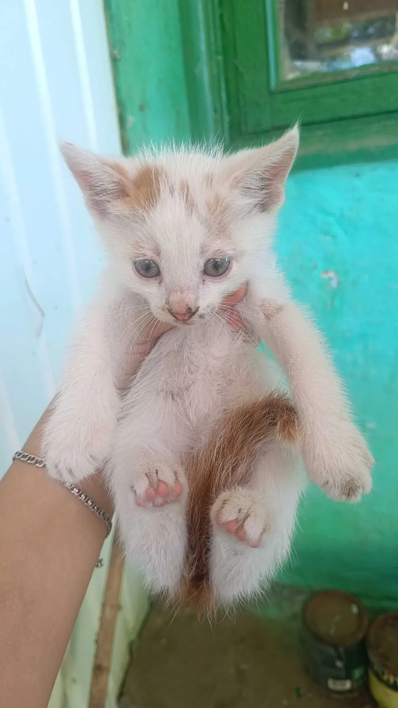 Віддаємо котенят 3