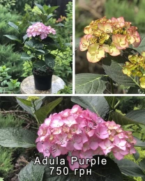 Подарункова гортензія Adula Purple в горщику 3 л