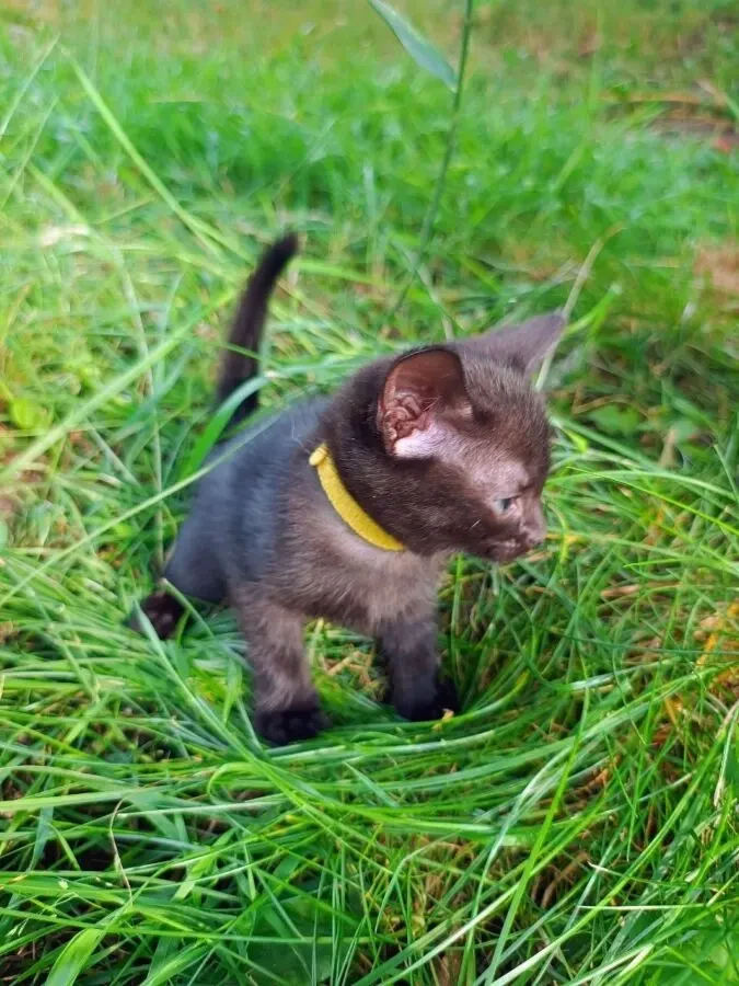 Подарую чудового котика 3